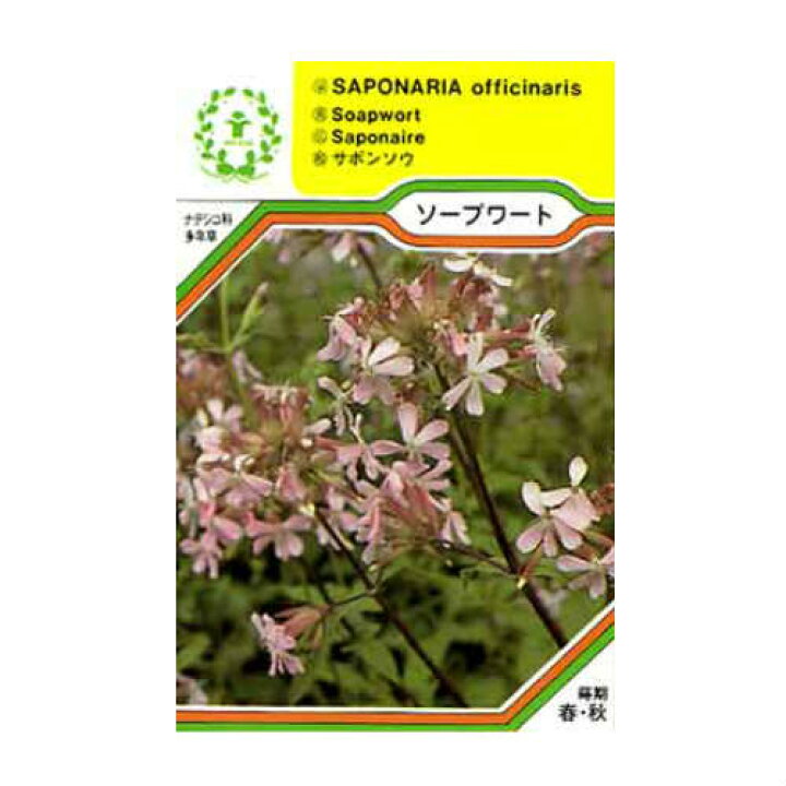 楽天市場 ソープワート ハーブの種 ネコポス対応可能 ハーブティー専門店 E ティザーヌ