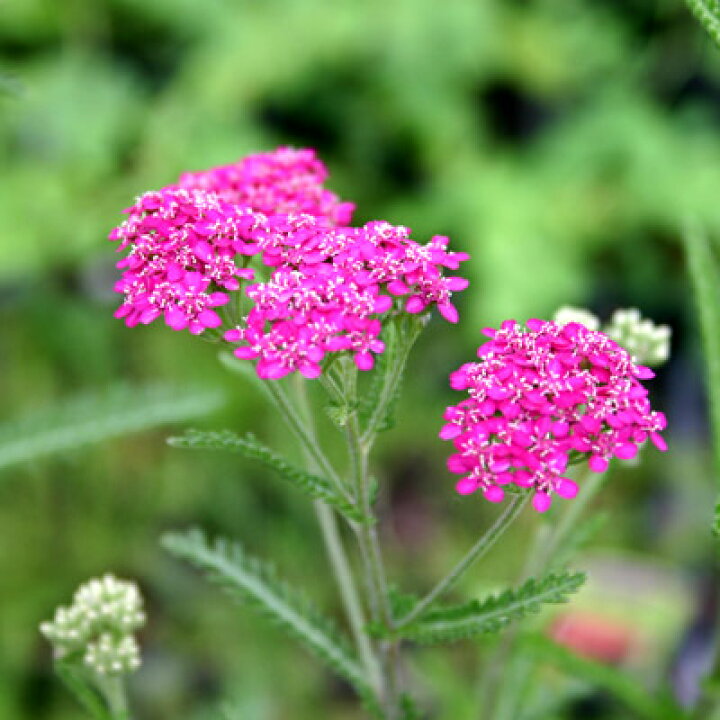 ハーブ 種 ヤロウレッド ハーブガーデン
