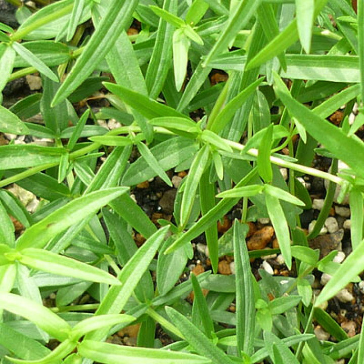 楽天市場 マウンテンミント 細葉 ハーブの苗 9cmポット ハーブティー専門店 E ティザーヌ