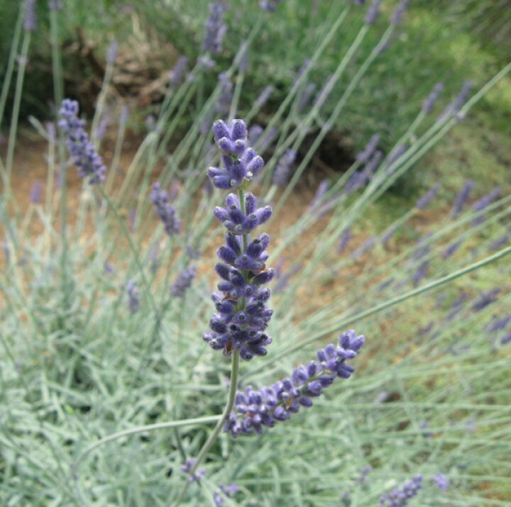 楽天市場 ソヤーズ ソーヤーズ ラベンダー ハーブの苗 9cmポット ハーブティー専門店 E ティザーヌ