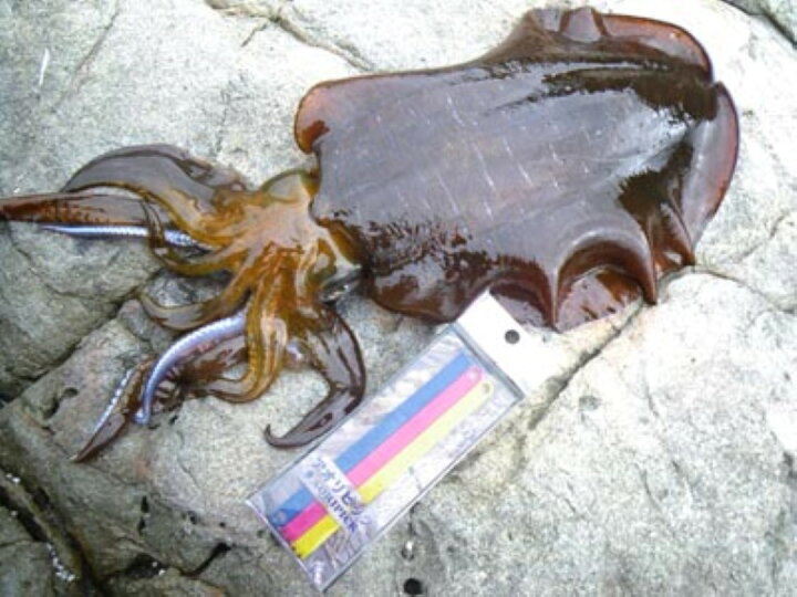 楽天市場 T2企画 ティツーキカク アオリピック 3個入り イカ絞め専用ピック イカ絞め具 ピック ウエストコースト アウトドアshop