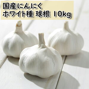 YɂɂzCg 10kg TCY ݋ jjN͔| Y p ɂɂ zCg 