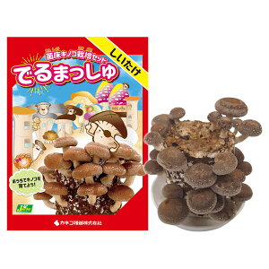 ۏLmR ͔|Zbg ł܂  i햼 ۉ1 JlRc ̂ ͔|Zbg  ͔|Lbg  ͔| VC^P ő