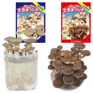 ۏLmR ͔|Zbg ł܂   i햼 ۉ1 JlRc ̂ ͔|Zbg  ͔|Lbg  ͔|