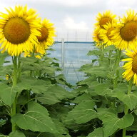 緑肥種 ヒワマリ ハイブリットサンフラワーNEO 200g カネコ種苗 花種 緑肥 種 緑肥 種子 ひまわりの種 花…