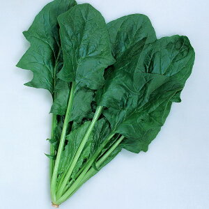 e c ӒTz[v zE\E M3 JlRc   ق q ق񑐂̎ zE\E  ؎  q ؂̎