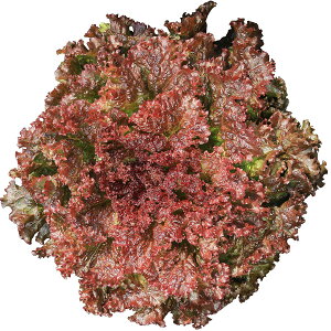 e c Tj[[Y ^X ybg5000 JlRc ^X  ^X q [t^X  [t^Xq    q ؂̎