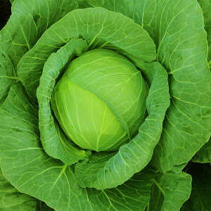 e c JlRz ݂˂ӂ Lxc ybg5000 JlRc Lxc  Lxc q Lxc ybg q  ybgq   q