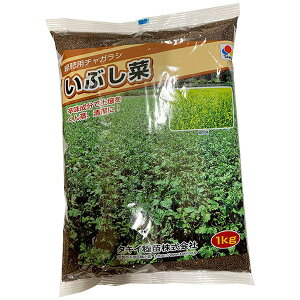 緑肥用チャガラシ いぶし菜 1kg タキイ種苗 緑肥種 緑肥 種 緑肥 種子 土壌病害 抑制 景観用作物 緑肥景観用種子 アブラナ 種 アブラナ 種子 緑肥種子