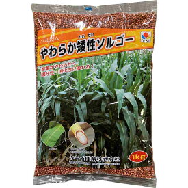 ソルガム やわらか矮性ソルゴー 1kg タキイ種苗 タネのタキイ 種子 緑肥 代金引換不可 送料無料