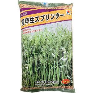 緑肥 えん麦 極早生スプリンター 1kg タキイ種苗 えん麦 種子 えん麦 種 緑肥 種子 緑肥 種 エンバク 種 エンバク 種子 緑肥 業務用 種子