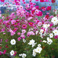 花の種 景観用 コスモス 秋咲き 巨大輪 混合 1kg タキイ種苗 種 花 種 コスモス 種 花の種 たね はなのた…