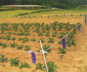 CmVV΍ɒpuU~viĂj100B