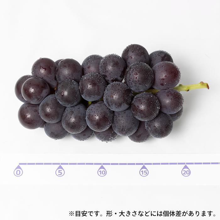 藤稔 4kg (6〜9房) 山梨県産 ぶどう 超大粒 黒ブドウ 近年大人気品種 通販