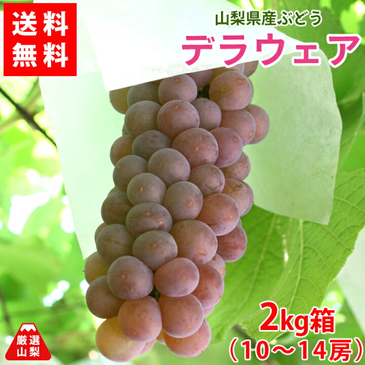 楽天市場】【送料無料】デラウェア 2kg箱 山梨県産 ぶどう 大人気 定番 
