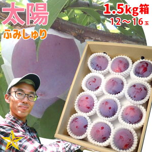 �y���������z ������ ���z 1.5kg�� (��12�`16��) �R���� ����Y �_�ƒ��� �ӂ݂����