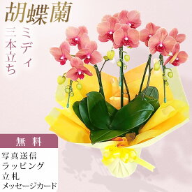 胡蝶蘭 3本立ち サーフソング オレンジ色 橙色 お祝い 移転祝い 開店祝い 就任祝い 開院祝い 開業祝い 周年祝い 誕生日 還暦 米寿 卒寿 鉢花 花 贈り物 産地直送 写真送信 立札 ラッピング無料 育て方パンフレット付 送料無料