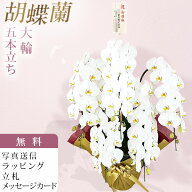 胡蝶蘭 5本立ち 大輪 白 木札 御移転 お祝い 移転祝い 開店祝い 就任祝い 開院祝い 開業祝い 周年祝い 昇…