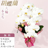 胡蝶蘭 2本立ち 大輪 白 お祝い 移転祝い 開店祝い 就任祝い 開院祝い 開業祝い 周年祝い 昇進祝い 退職…