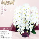 胡蝶蘭 5本立ち 白色 木札 お祝い 移転祝い 開店祝い 就任祝い 開院祝い 開業祝い 周年祝い 誕生日 還暦 米寿 卒寿 鉢花 花 贈り物 産地直送 写真送信 立札 ラッピング無料 育て方パンフレット付 送料無料