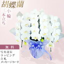 胡蝶蘭 3本立ち ミディ 白 アマビリス お供え 仏花 供花 お悔やみ お悔み花 新盆 初盆 盆 供養 お彼岸 法事 仏壇 命日 洋ラン お花 生花 鉢花 贈り物 ギフト プレゼント 産地直送 写真送信 立札 ラッピング無料 育て方パンフレット付 送料無料 お悔やみにも