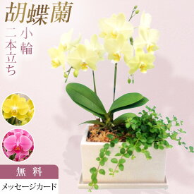 ミディ 胡蝶蘭 2本立ち 黄色 イエロー パルテノ鉢 5.5号 観葉寄せ お祝い 移転祝い 開店祝い 就任祝い 開院祝い 開業祝い 周年祝い 昇進祝い 退職祝い 誕生日 還暦 米寿 卒寿 内祝い 結婚記念日 おしゃれ お花 生花 鉢花 ギフト 産地直送 育て方パンフレット付 送料無料