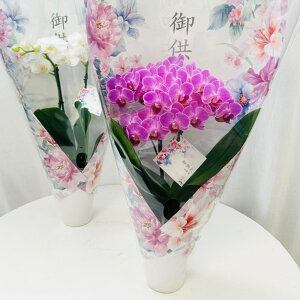 ミディ 胡蝶蘭 in your Room お供え仕様 2本立ち ピンク 白系 花色が選べる 3.5号鉢 お供え 仏花 供花 お悔やみ お悔み花 新盆 初盆 盆 供養 お彼岸 法事 仏壇 命日 洋ラン お花 生花 鉢花 贈り物 ギ