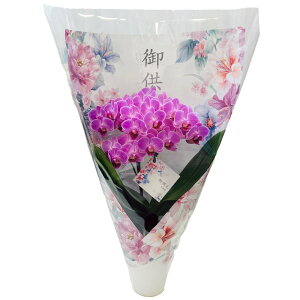 ~fB Ӓ in your Room dl 2{ sN n ԐFIׂ 3.5     ݉ V~ ~ ~ { ފ @ d  m    蕨 M