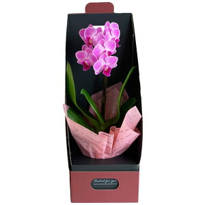 ~jӒ 1{ sN F CG[ ԐFIׂ ANA|bg 2.5 2WAYMtg{bNX j ړ]j JXj ACj J@j JƏj Nj ij ސEj a