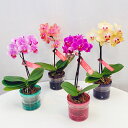 ミニ胡蝶蘭 1本立ち ピンク 黄色 イエロー 花色が選べる アクアポット 2.5号鉢 プティBOX入り お祝い 移転祝い 開店祝い 就任祝い 開院祝い 開業祝い 周年祝い 昇進祝い 退職祝い 誕生日 おしゃれ お花 生花 鉢花 ギフト 産地直送 育て方パンフレット付 送料無料