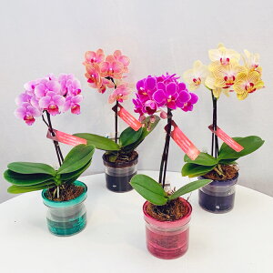 y6z~jӒ 1{ sN F CG[ ԐFIׂ ANA|bg 2.5 veBBOX j ړ]j JXj ACj J@j JƏj Nj ij ސEj 