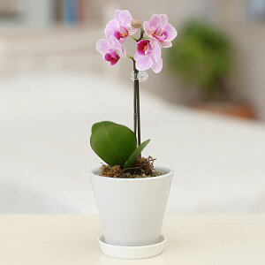 ~jӒ 1{ sN JvZ }CNJvZ 2.5 j ړ]j JXj ACj J@j JƏj Nj ij ސEj a җ Ď  j  