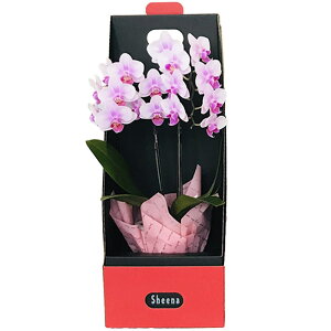 ~jӒ 2{ sN 2WAYMtg{bNX 3 Cbh BOX Ŗm
