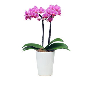 Ӓ ~fB 2{ sN 4 M j ړ]j JXj ACj J@j JƏj Nj ij ސEj a җ Ď  j LO     