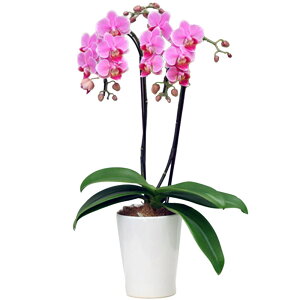 Ӓ ~fB 2{ sN 4 L j ړ]j JXj ACj J@j JƏj Nj ij ސEj a җ Ď  j LO     