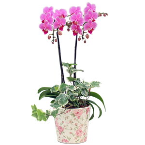 Ӓ ~fB 2{ sN ԕ ϗt 4.5 j ړ]j JXj ACj J@j JƏj Nj ij ސEj a җ Ď  j LO 