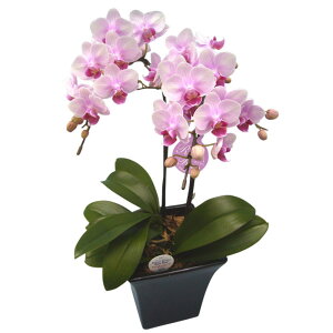 Ӓ ~fB p 2{ sN j ړ]j JXj ACj J@j JƏj Nj ij ސEj a җ Ď  j LO     M