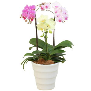 Ӓ ~fB 3{ 3FMIX 5.5 j ړ]j JXj ACj J@j JƏj Nj ij ސEj a җ Ď  j LO    