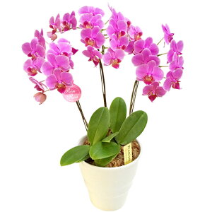 Ӓ ~fB 3{ sN 5.5 j ړ]j JXj ACj J@j JƏj Nj ij ސEj a җ Ď  j LO     