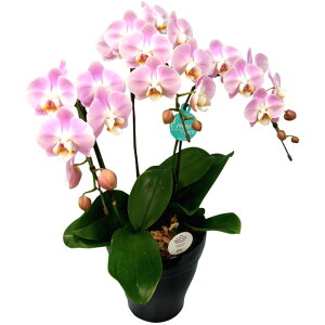 Ӓ ~fB 3{ sN 6 j ړ]j JXj ACj J@j JƏj Nj ij ސEj a җ Ď  j LO     