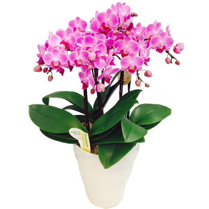 Ӓ ~fB 5{ sN 6 j ړ]j JXj ACj J@j JƏj Nj ij ސEj a җ Ď  j LO     