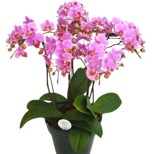 Ӓ ~fB 5{ sN 6.5 j ړ]j JXj ACj J@j JƏj Nj ij ސEj a җ Ď  j LO     