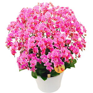 Ӓ ~fB 琢E 20{ sN j ړ]j JXj ACj J@j JƏj Nj ij ސEj a җ Ď  j LO    