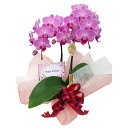 胡蝶蘭 誕生日 ギフト ミディ 豪華 華やか Happy Birthdayメッセージカード付 ラッピング お祝い プレゼント おしゃれ 生花 鉢花 産地直送 育て方パンフレット付 送料無料