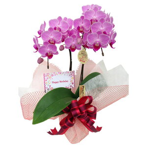 Ӓ a Mtg ~fB  ؂₩ Happy BirthdaybZ[WJ[ht bsO j v[g    aj Yn ĕptbgt 