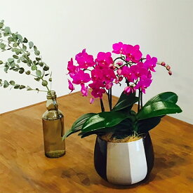 胡蝶蘭 ミディ 3本立ち ピンク モノトリコ鉢 5.5号鉢 お祝い 移転祝い 開店祝い 就任祝い 開院祝い 開業祝い 周年祝い 昇進祝い 退職祝い 誕生日 還暦 米寿 卒寿 内祝い 結婚記念日 おしゃれ お花 生花 鉢花 ギフトプレゼント 産地直送 育て方パンフレット付 送料無料