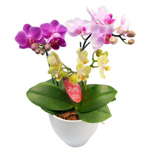 胡蝶蘭 ミディ 3本立ち 三色MIX寄せ 4号鉢 おしゃれ 豪華 華やか ギフト プレゼント 開店祝い 開業祝い 移転祝い 周年祝い 就任祝い 誕生日 結婚記念日 長寿祝い 各種お祝い 贈り物 生花 鉢花