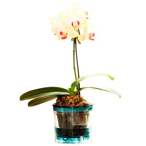 ~jӒ F CG[ Mtg 1{ ANA|bg 2.5  RpNg N K^J[  a JXj JƏj ړ]j Nj ACj ސEj LO