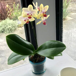 ~jӒ F CG[ Mtg 1{ ANA|bg 2.5  RpNg N K^J[  a JXj JƏj ړ]j Nj ACj ސEj LO