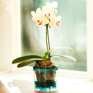 ~jӒ F CG[ Mtg 1{ ANA|bg 2.5  RpNg N K^J[  a JXj JƏj ړ]j Nj ACj ސEj LO